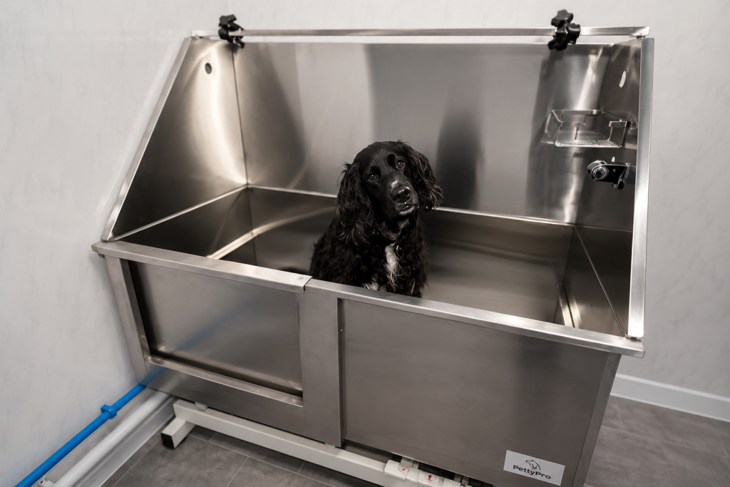 Beautifully groomed dog in Callington dog grooming salon